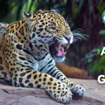 15 Animals That Growl on Earth (With Pictures and Unique Facts)
