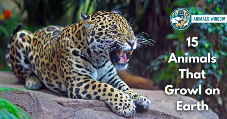 15 Animals That Growl on Earth (With Pictures and Unique Facts)