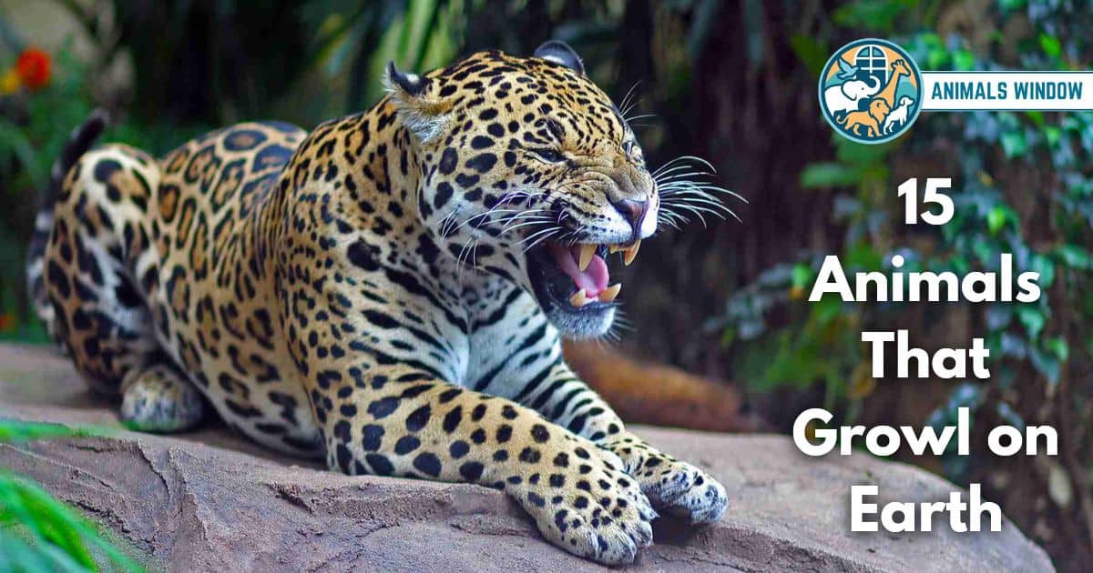 15 Animals That Growl on Earth (With Pictures and Unique Facts)