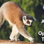 15 Animals with Opposable Thumbs (With Pictures and Unique Facts)