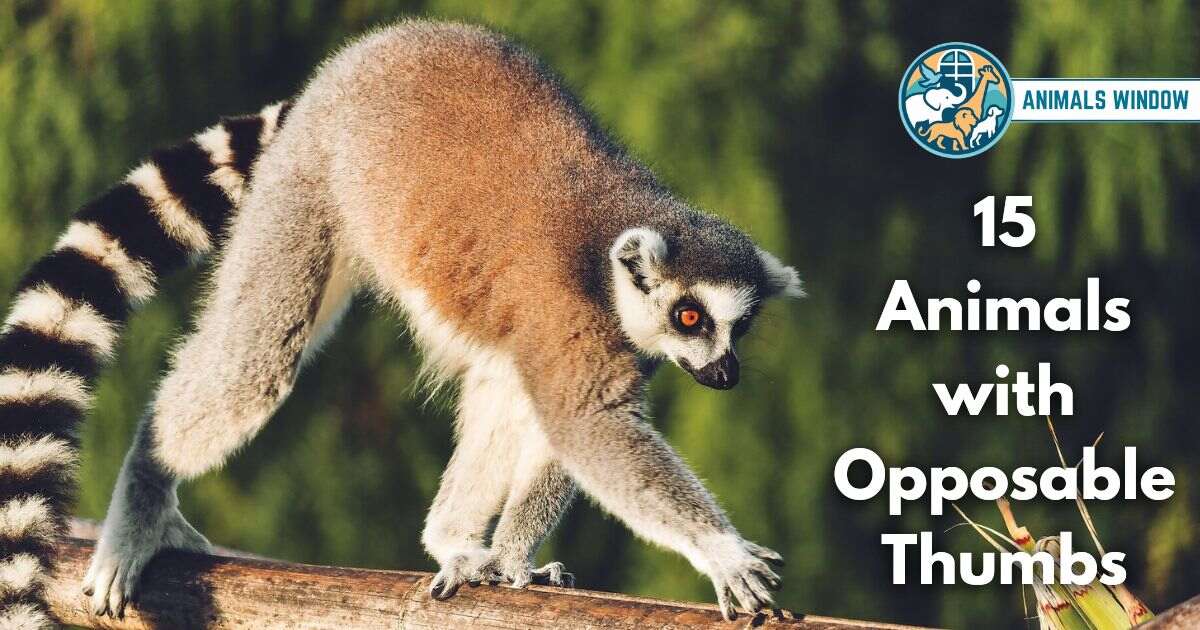 15 Animals with Opposable Thumbs (With Pictures and Unique Facts)