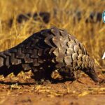 20 Animals with Scales (With Pictures and Unique Facts)