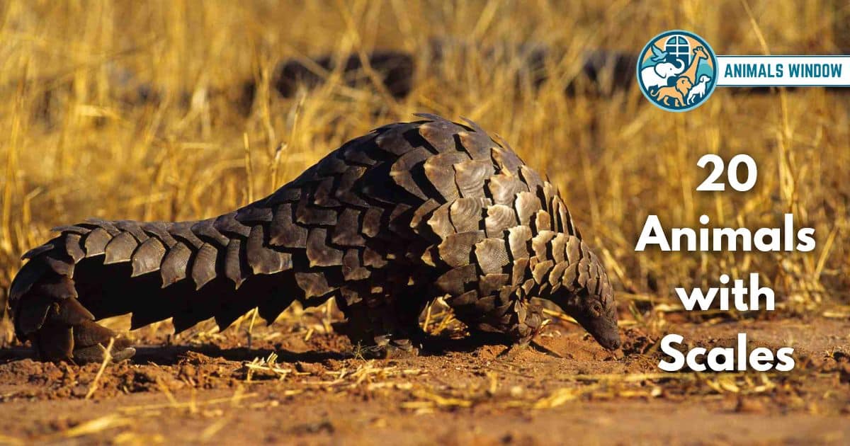 20 Animals with Scales (With Pictures and Unique Facts)