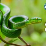 18 Animals Without Legs (With Pictures & Rare Facts)