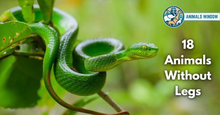 18 Animals Without Legs (With Pictures & Rare Facts)