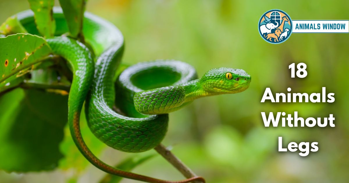 18 Animals Without Legs (With Pictures & Rare Facts)