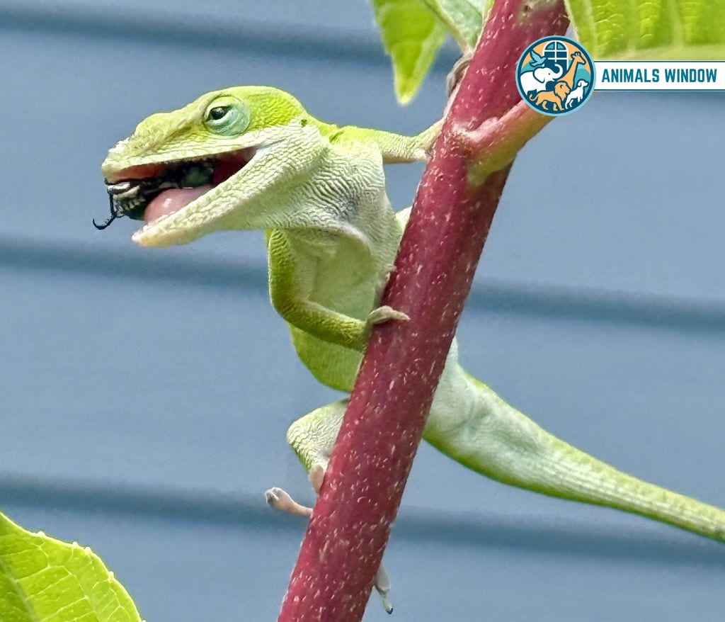 Anole Best Terrarium Animals