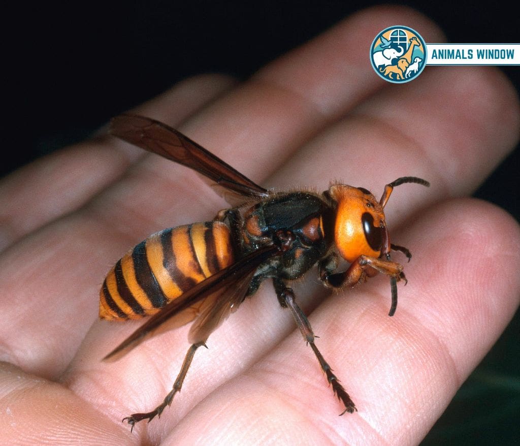 Asian Giant Hornet Animal That Eat Honey
