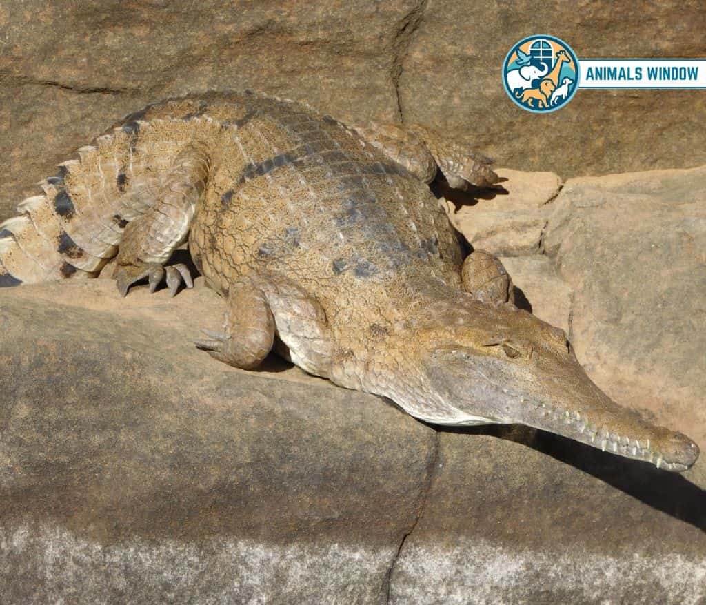 Australian Freshwater Crocodile Gallop Animal