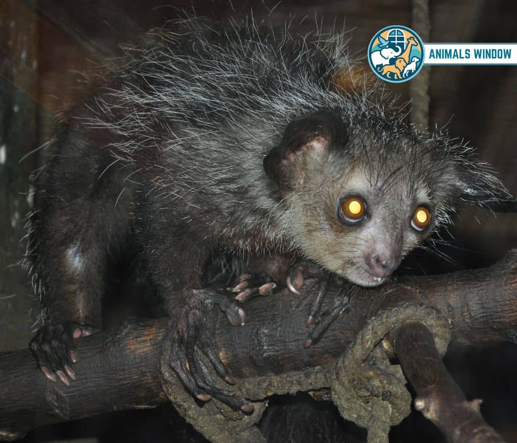 Aye-aye Shy Animals in the World