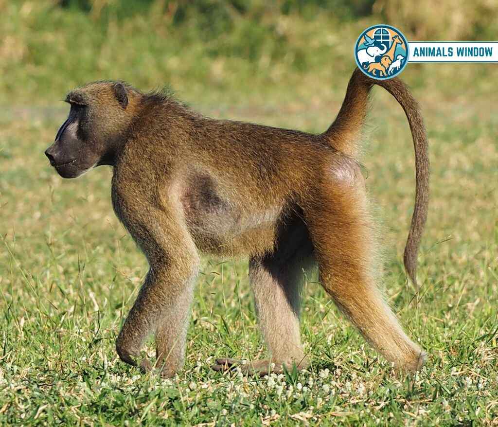 Baboon Animal with Opposable Thumbs (With Picture and Unique Facts)