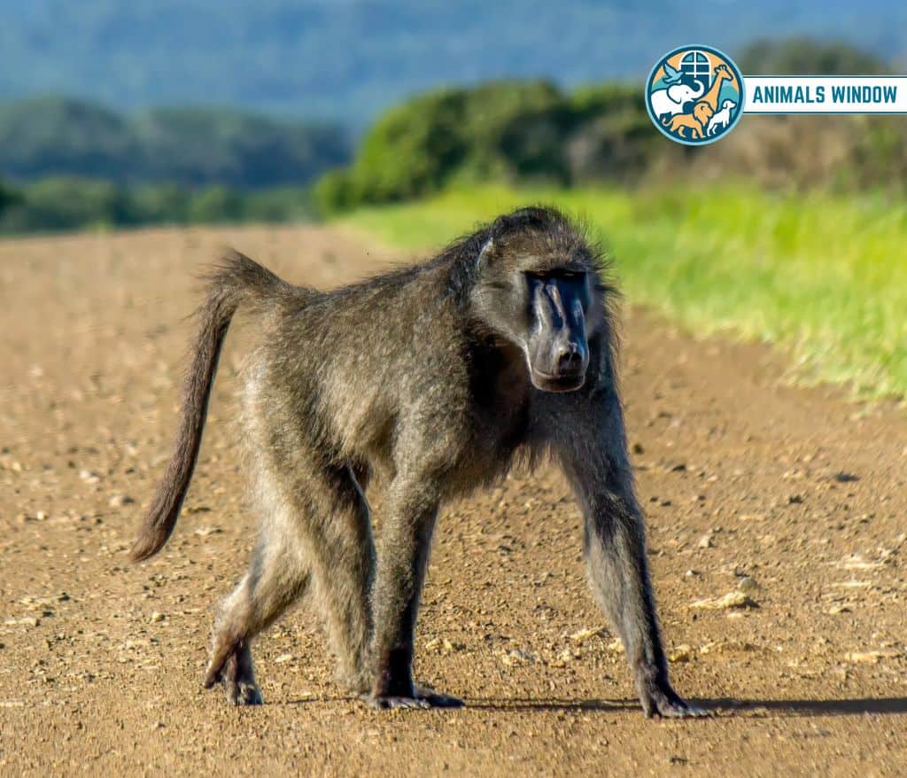Baboon Greedy Animal