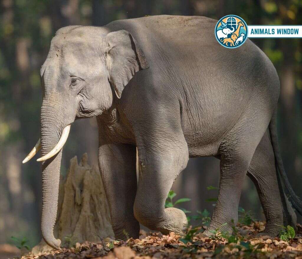 Baby Elephant Clumsy Animals