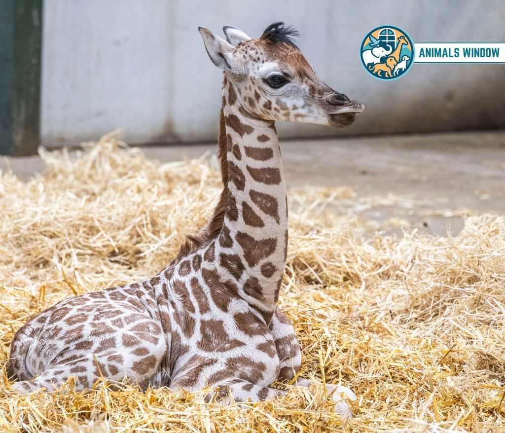 Baby Giraffe Clumsy Animal