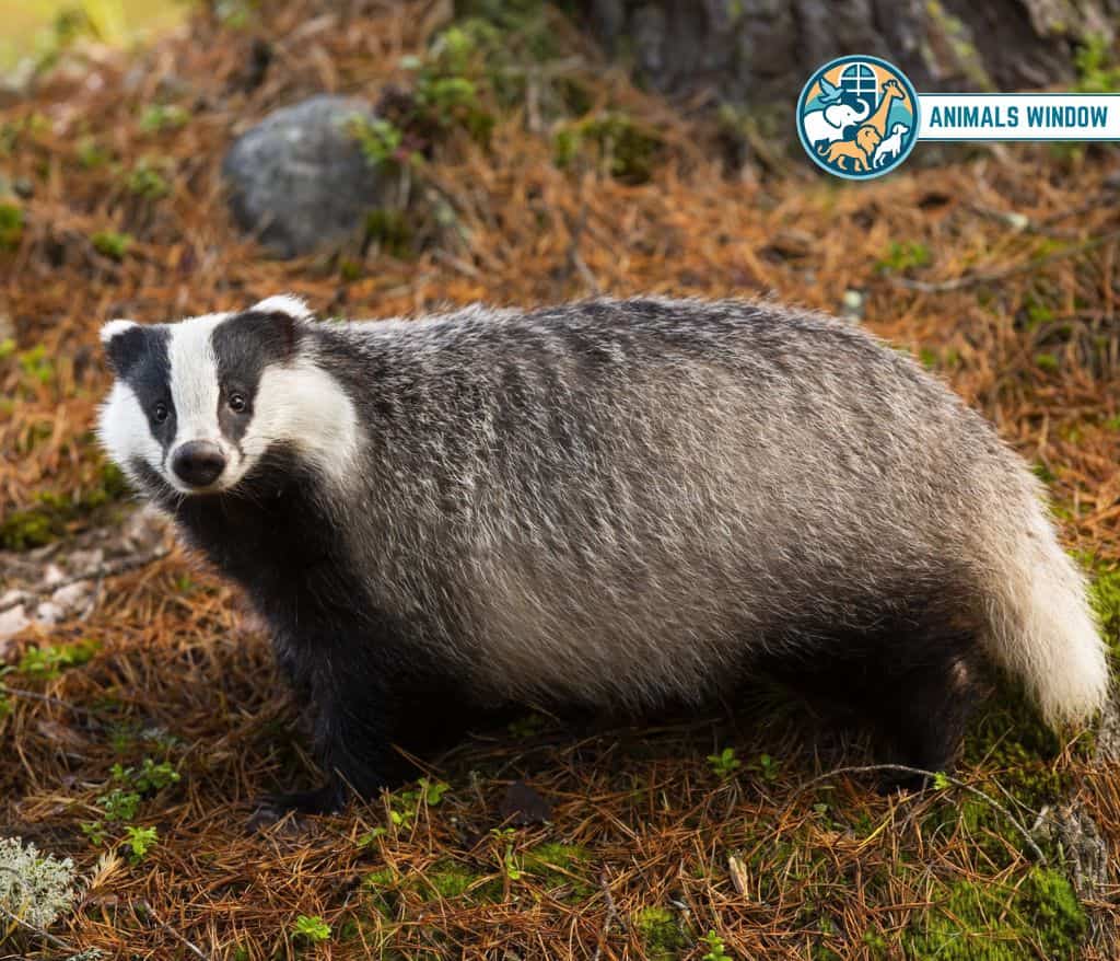 Badger Animal similar Ferrets