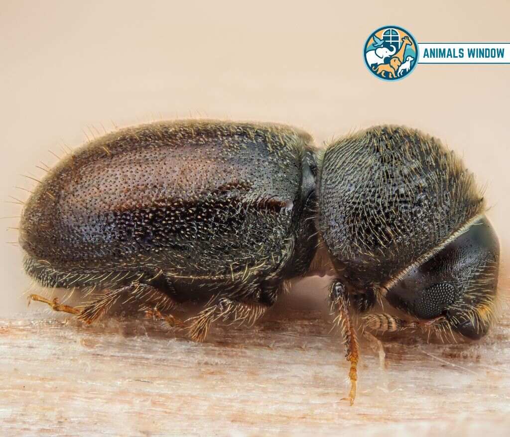 Bark Beetles Animal That Eat Wood
