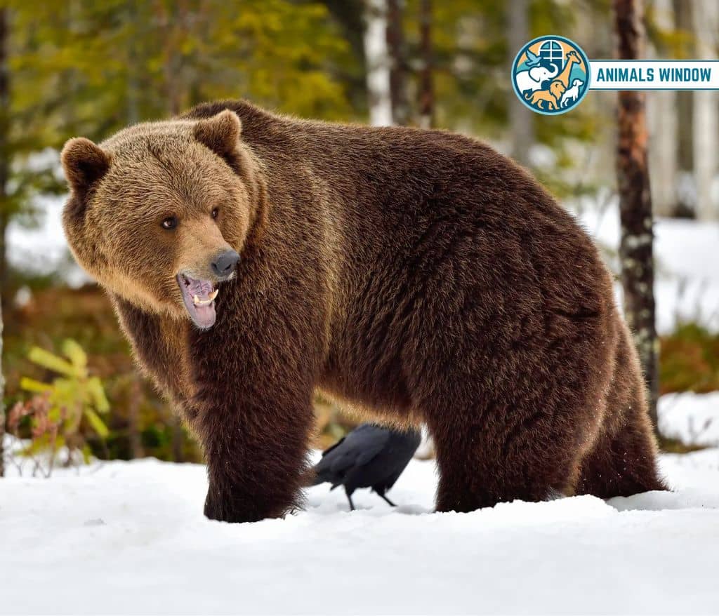 Bear Animal That Growl on Earth