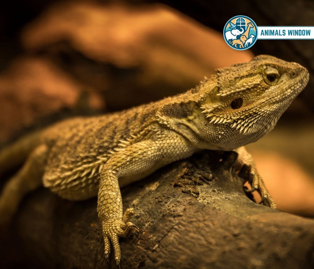 Bearded Dragon Spiky Animal With Spikes, Scales, and Quills