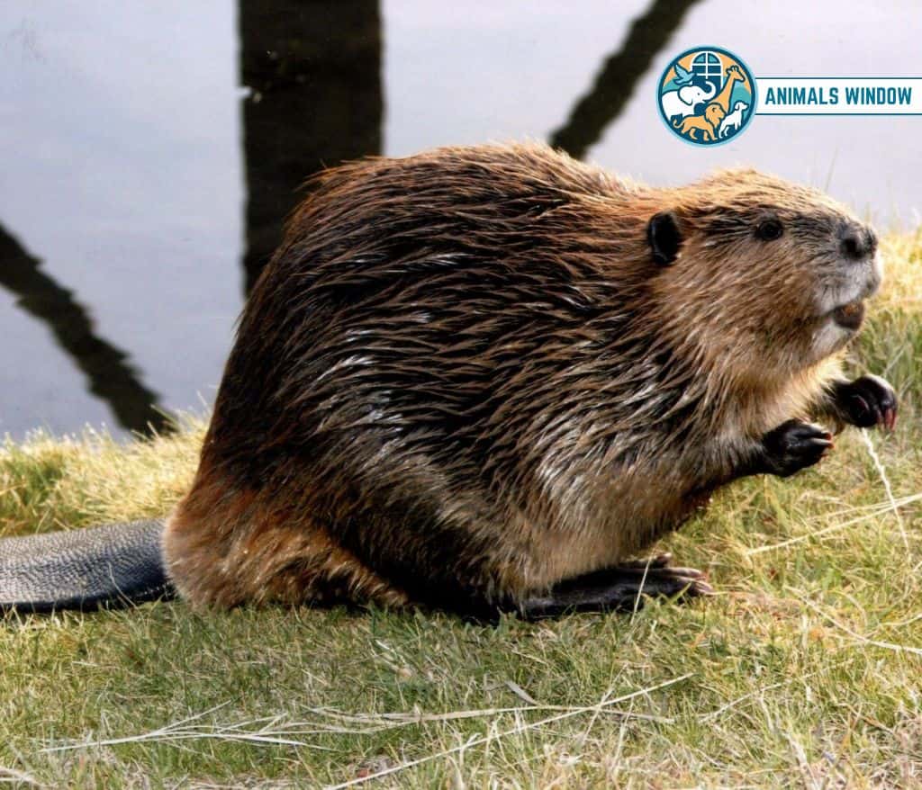 Beavers Animal That Eat Wood
