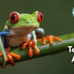 15 Best Terrarium Animals (With Pictures and Unique Facts)