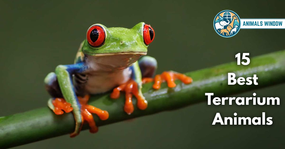 15 Best Terrarium Animals (With Pictures and Unique Facts)