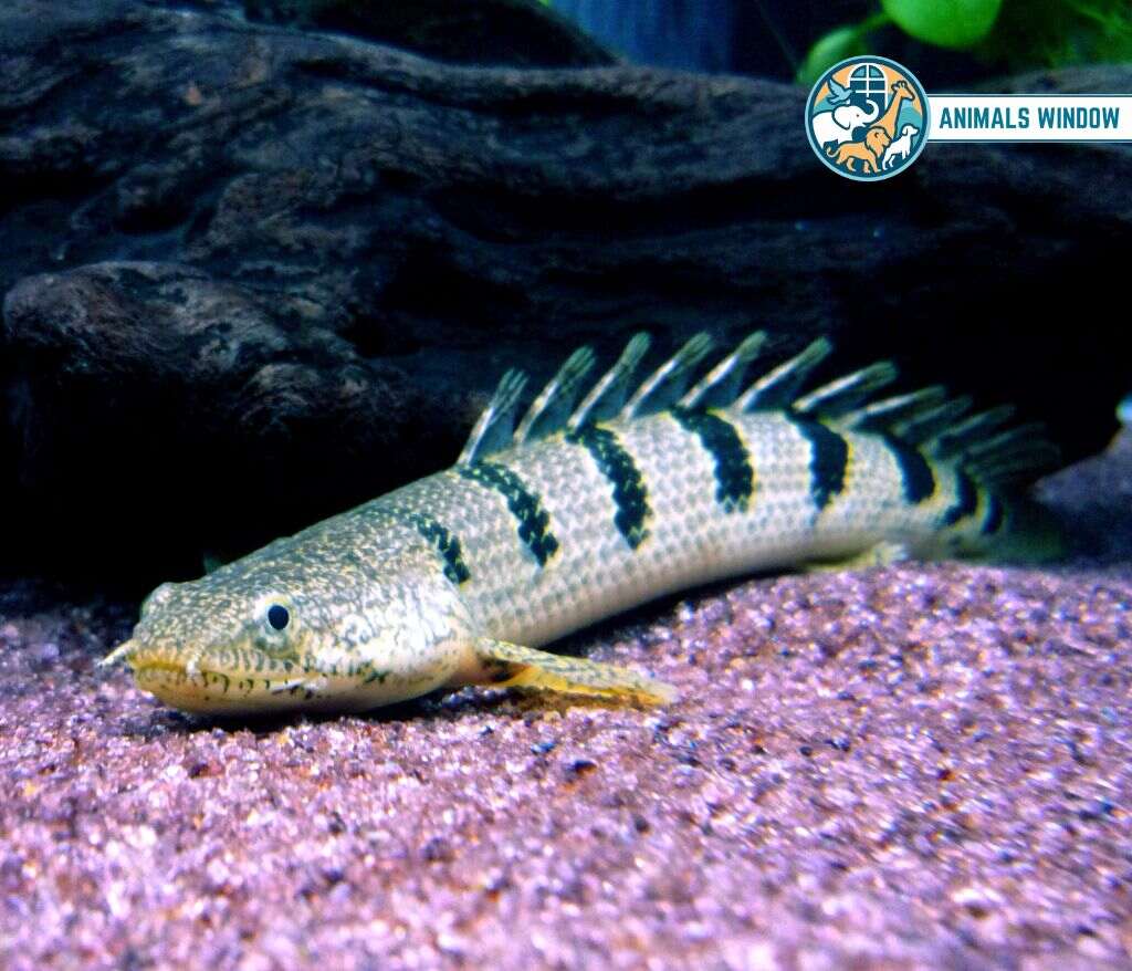 Bichir Animal Without Legs