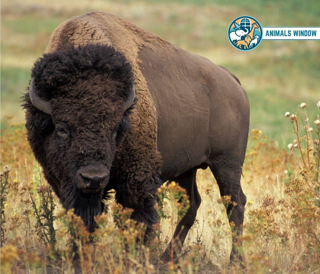 Bison Animal That Gallop
