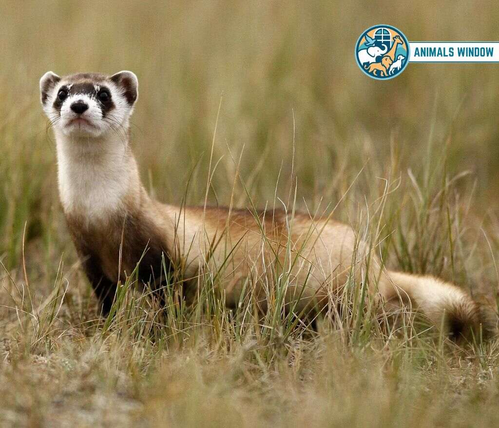 Black-Footed Ferret Animal Like Ferrets
