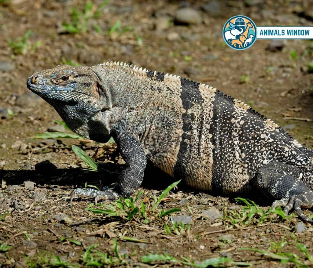 Black Spiny-Tailed Iguana Spiky Animal With Spikes, Scales, and Quills
