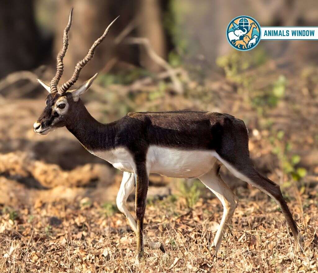 Blackbuck Antelope Gallop Animal
