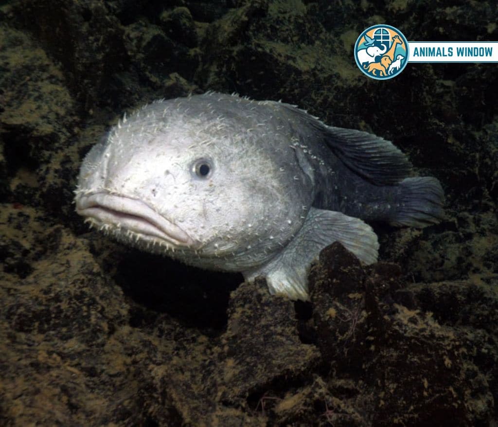 Blobfish Weak Animal in the World