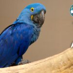 Top 20 Blue Animals in the World (With Pictures & Unique Facts)