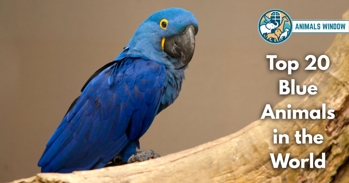 Top 20 Blue Animals in the World (With Pictures & Unique Facts)