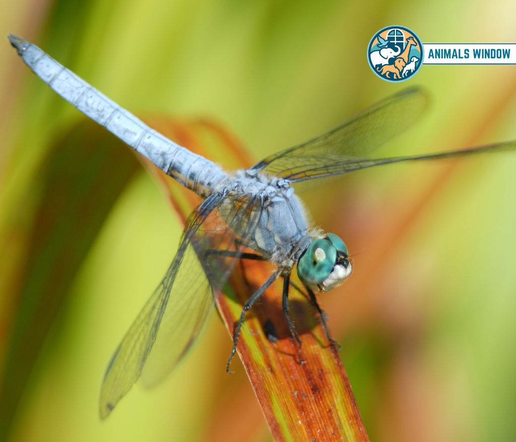 Blue Dasher Blue Animals