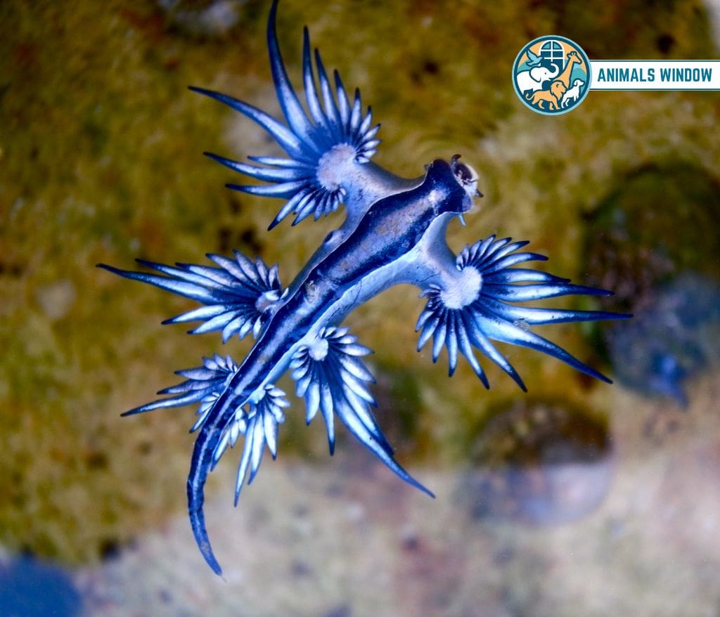 Blue Glaucus Blue Animals in the World