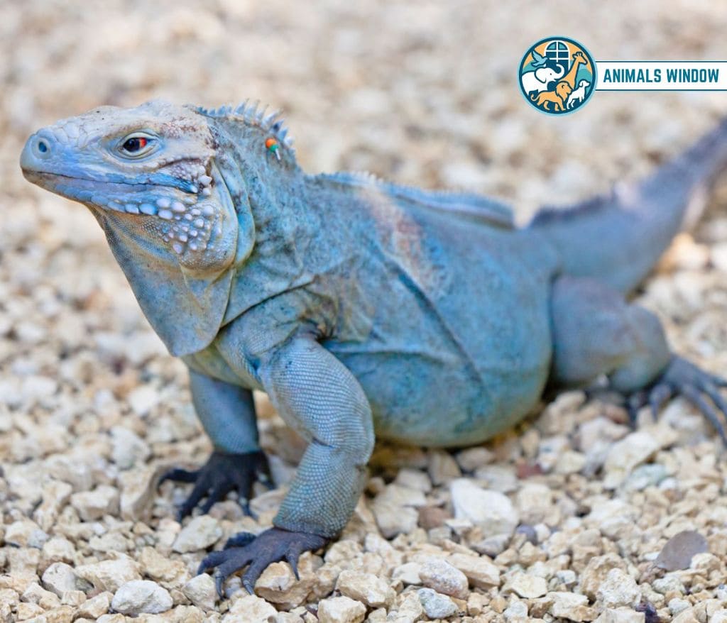 Blue Iguana Blue Animal