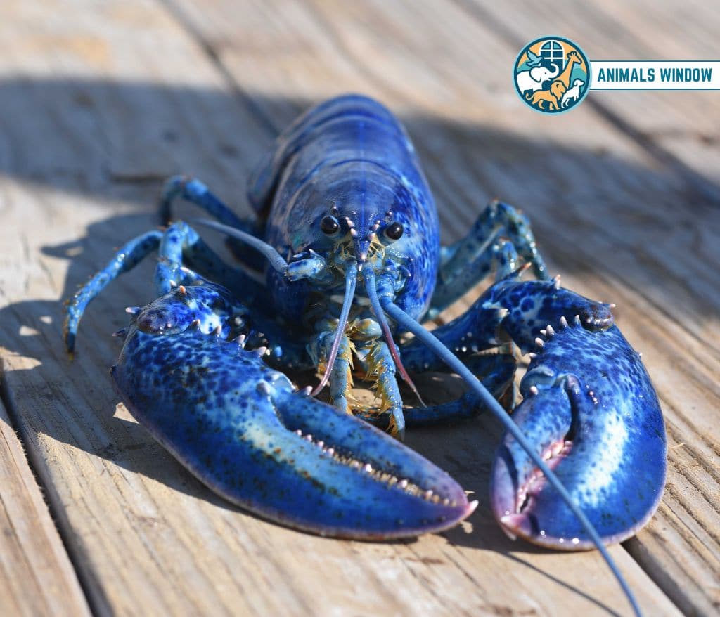 Blue Lobster Blue Animals in the World