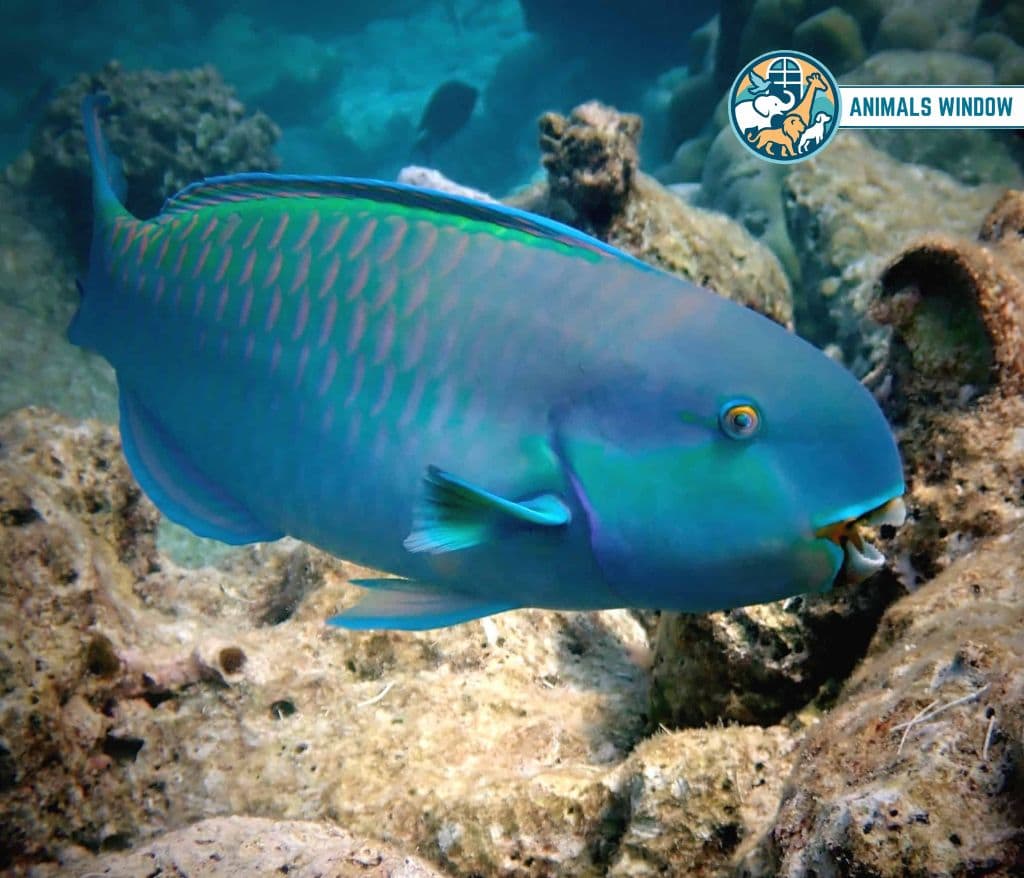 Blue Parrotfish Blue Animal in the World