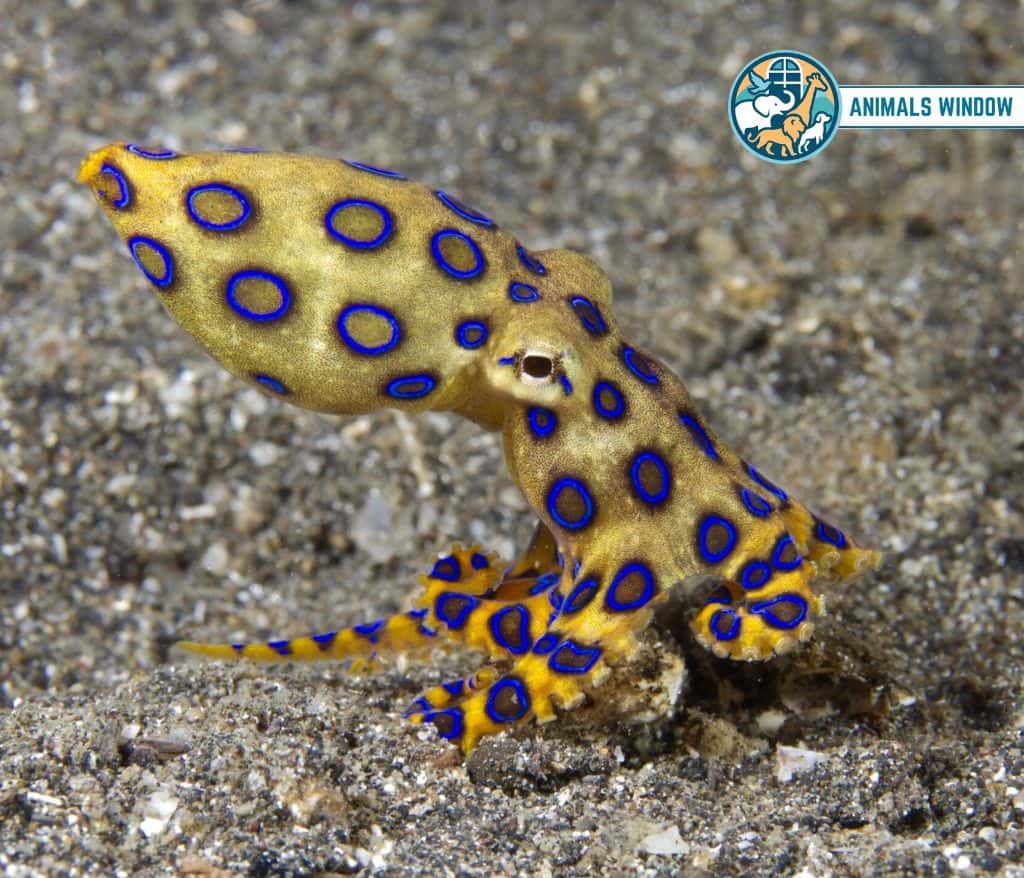 Blue-ringed Octopus Blue Animal
