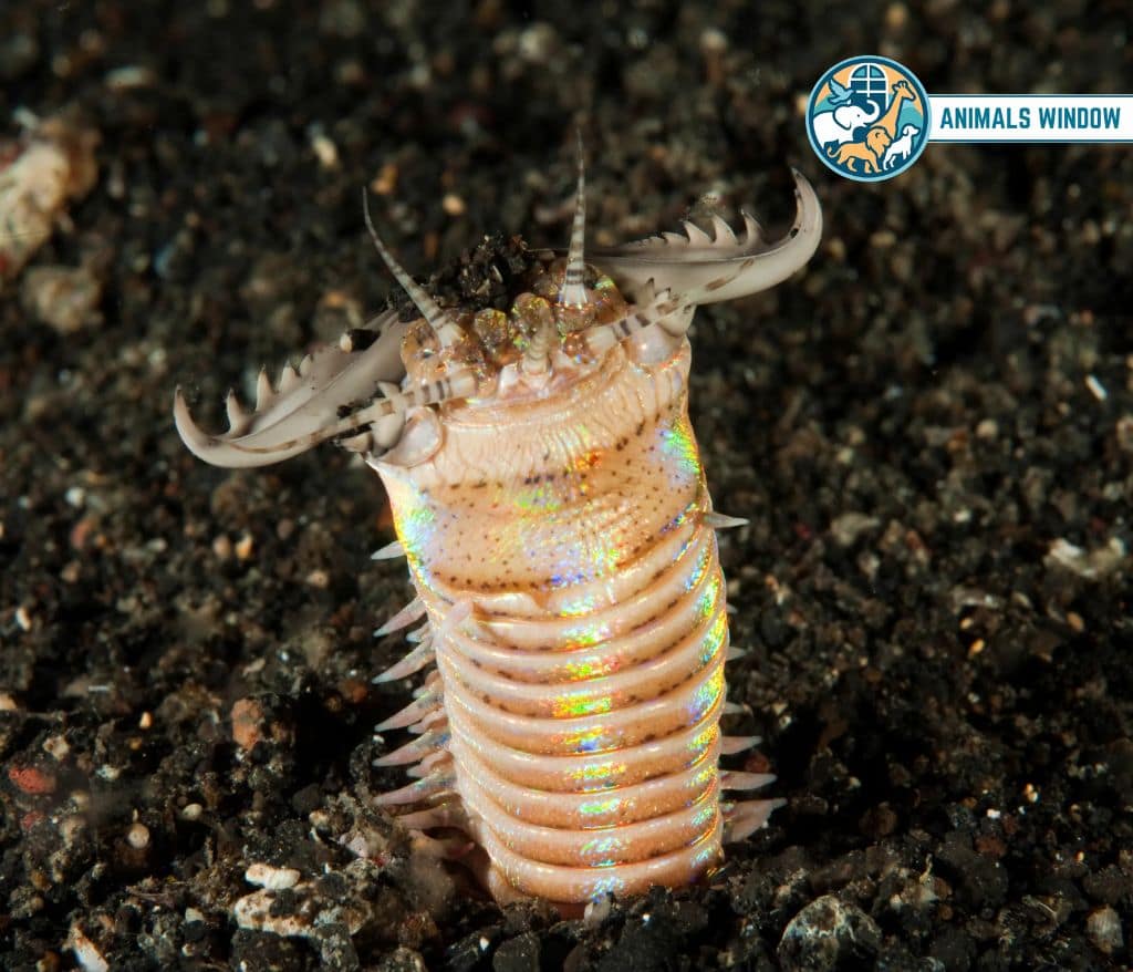 Bobbit Worm Animal Without Legs