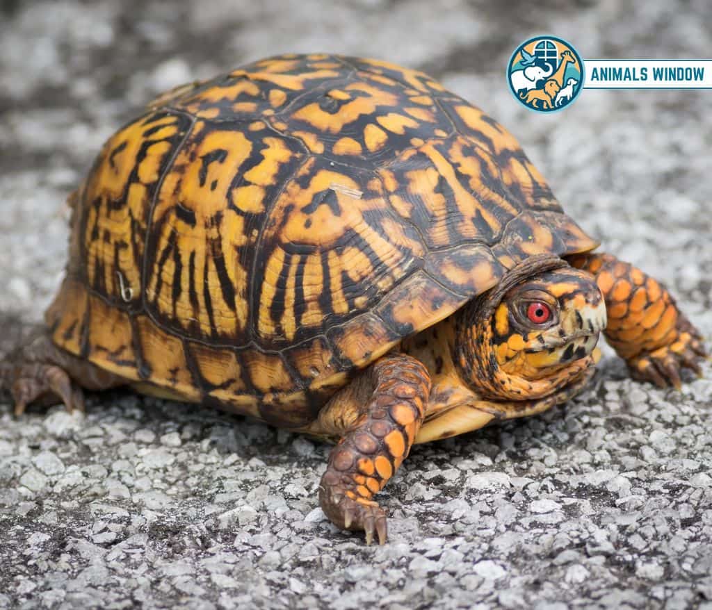 Box Turtle Best Terrarium Animals