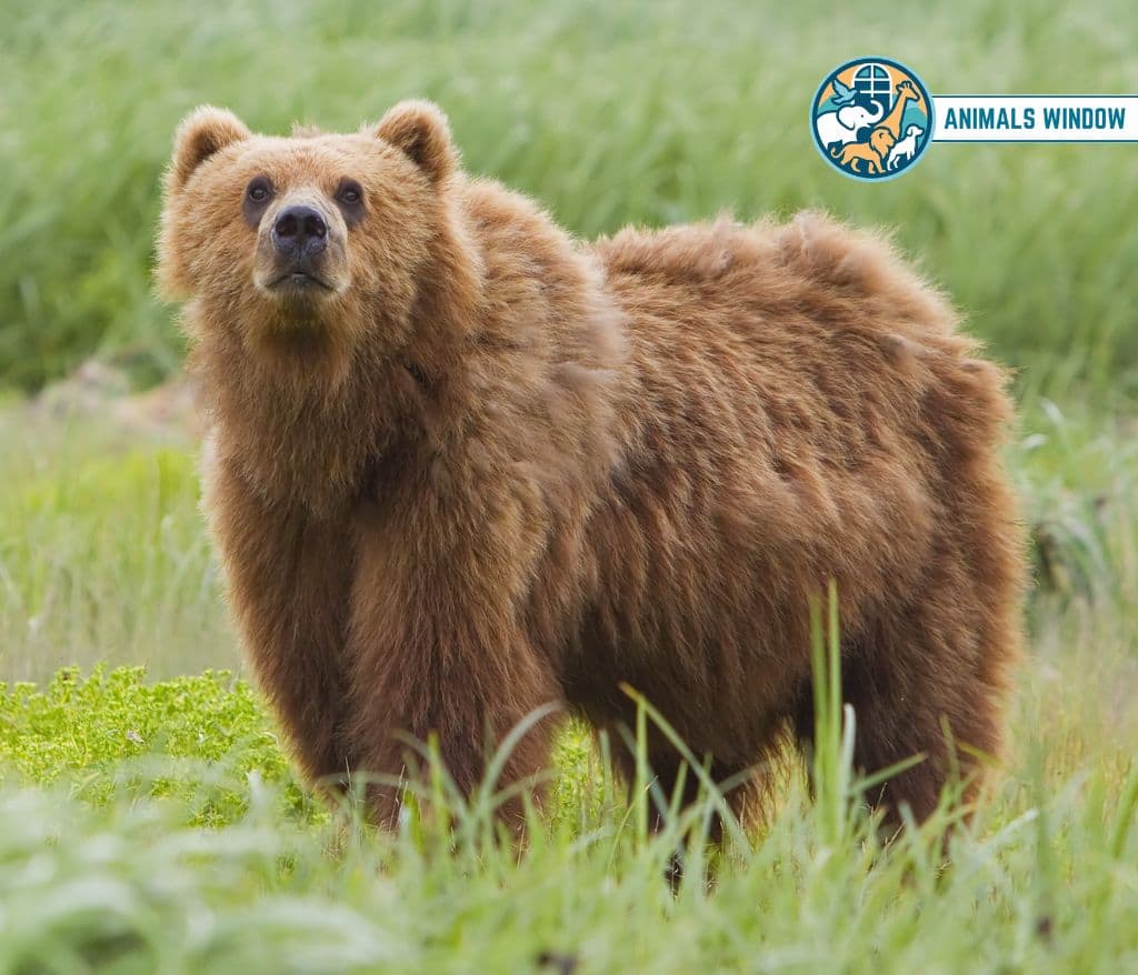 Brown Bear Greedy Animal