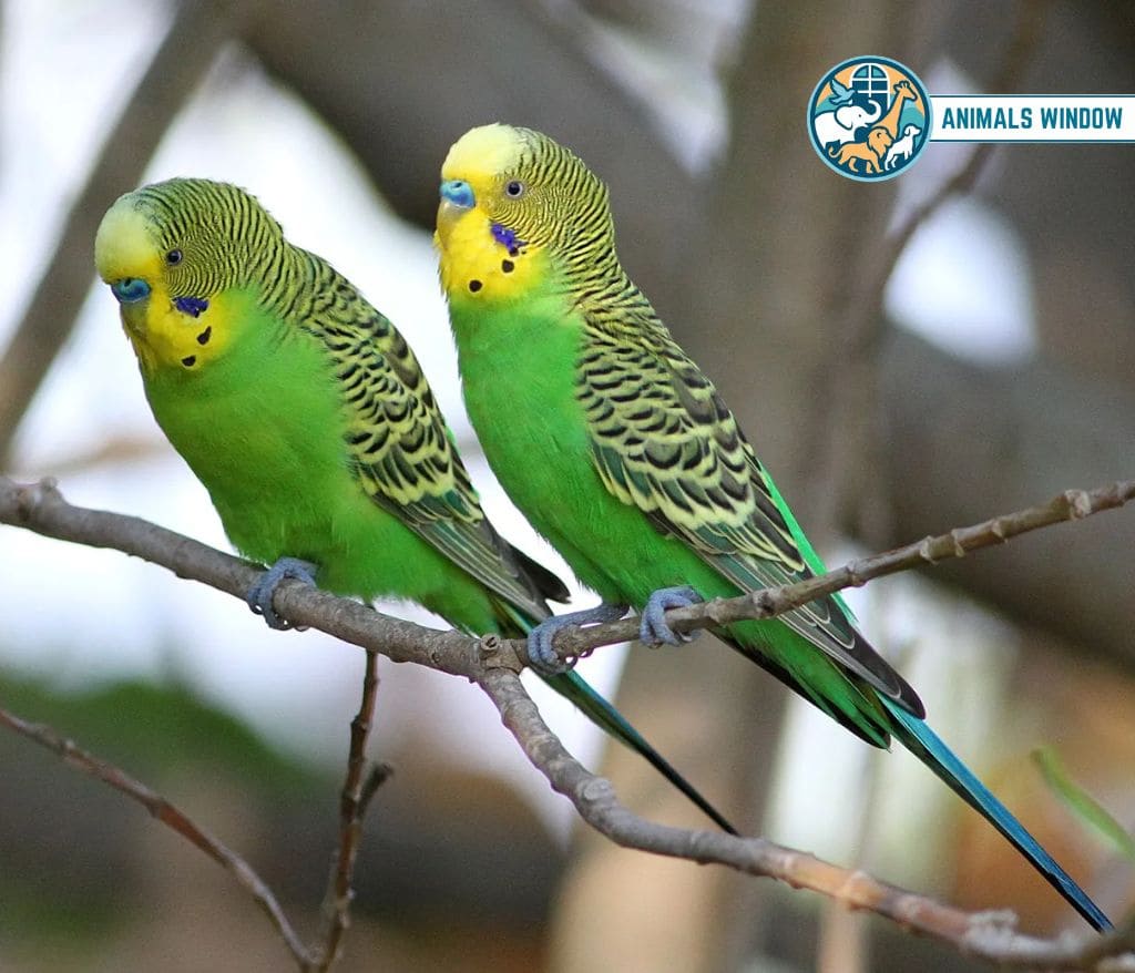 Budgerigar (Parakeet) Animals with Feathers