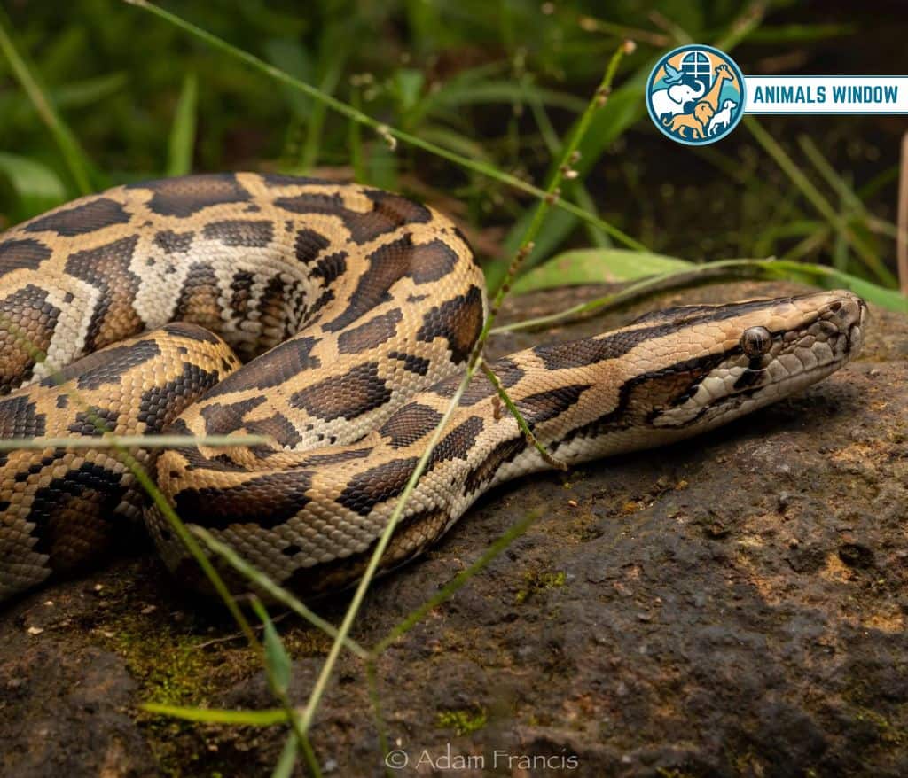 Burmese Python Greedy Animal