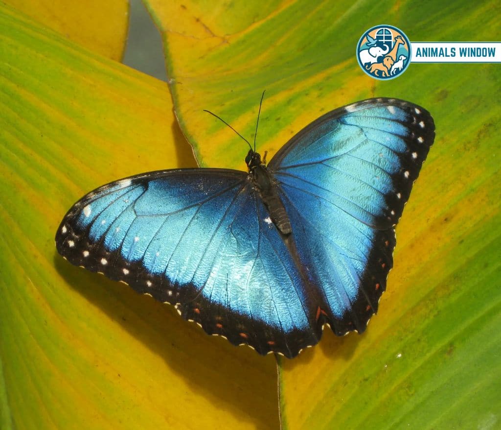 Butterfly Animals with Scales