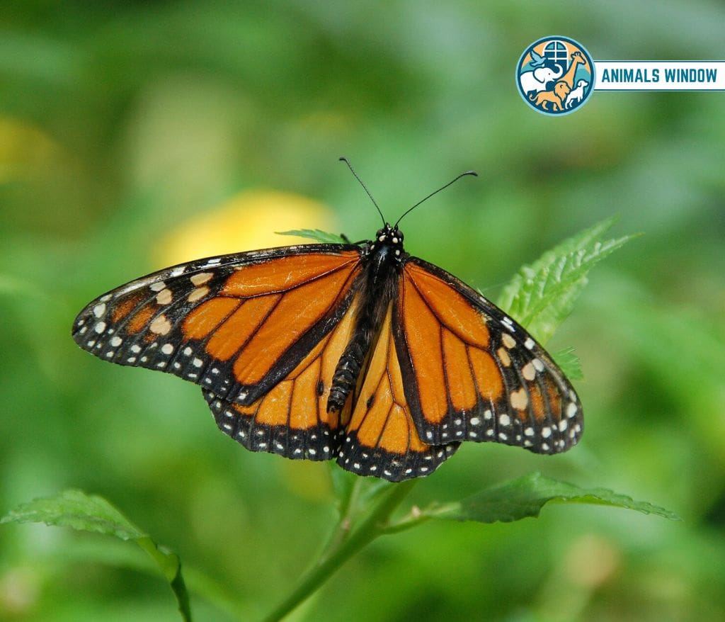 Butterfly Weak Animals in the World