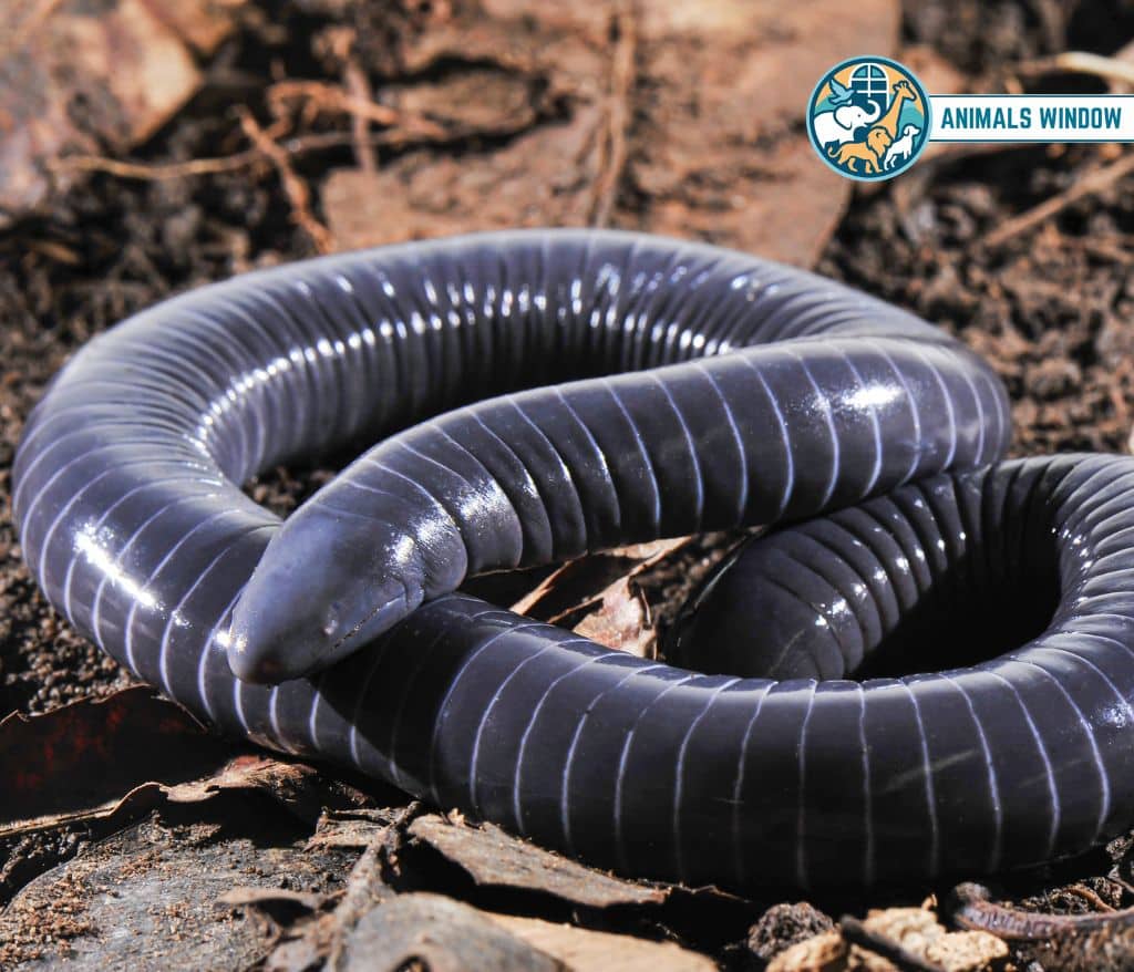 Caecilian Animal with Scales
