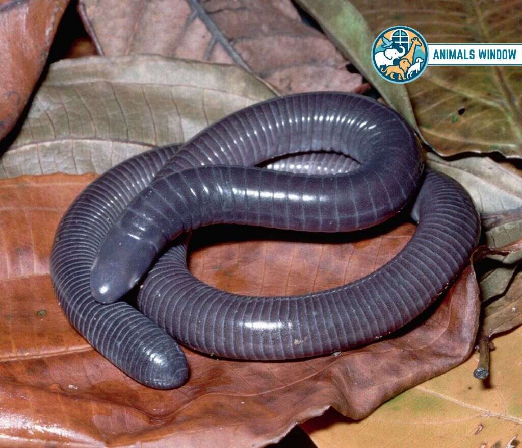 Caecilian Animal Without Legs 