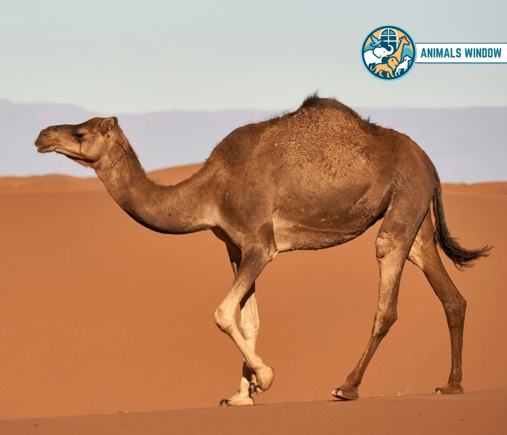 Camel Animal That Gallop