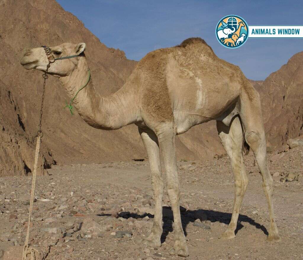 Camel Animals That Drink A Lot of Water